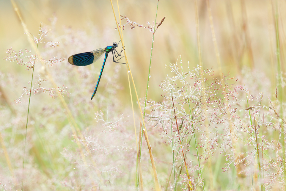 Calopteryx splendens