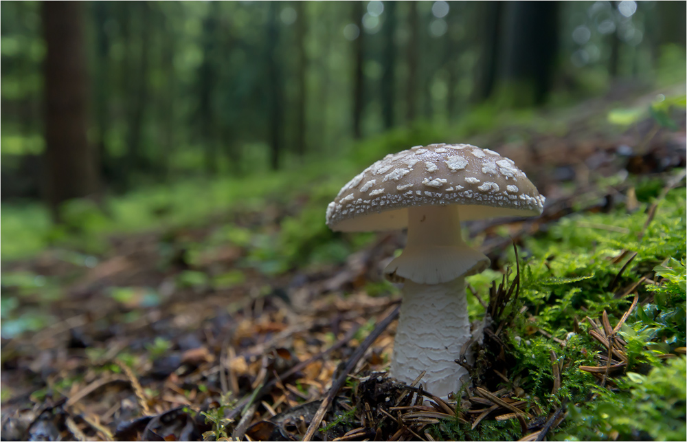 Die Pilzsaison ist eröffnet