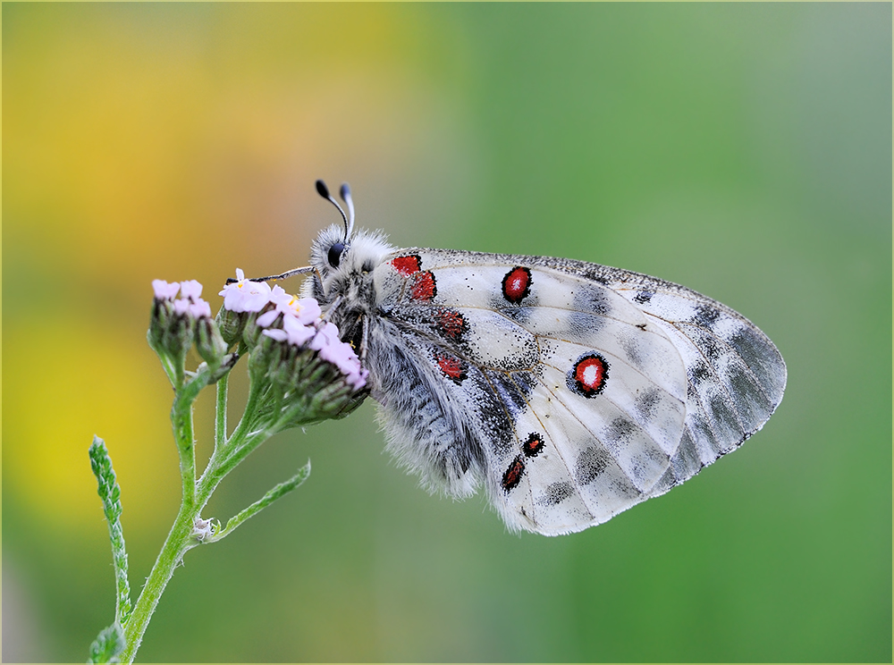 apolllo (Forum für Naturfotografen)