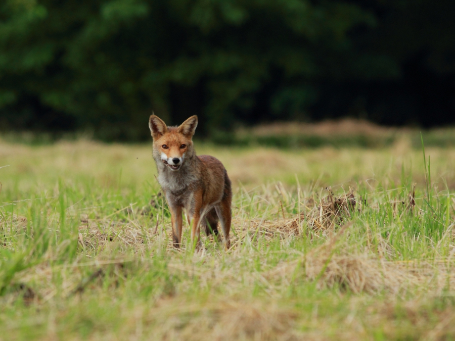 Mein erster Fuchs
