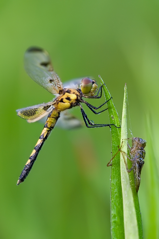 ~Celithemis elisa~