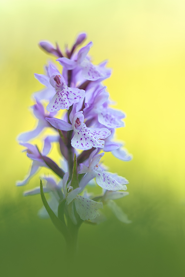 Dactylorhiza maculata