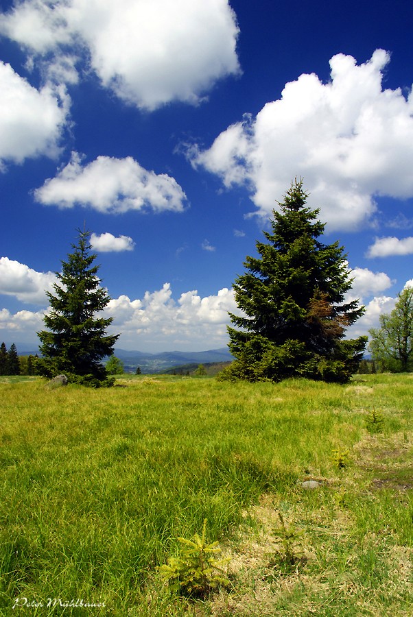 Frauenauer Alm_Frühlingsblue