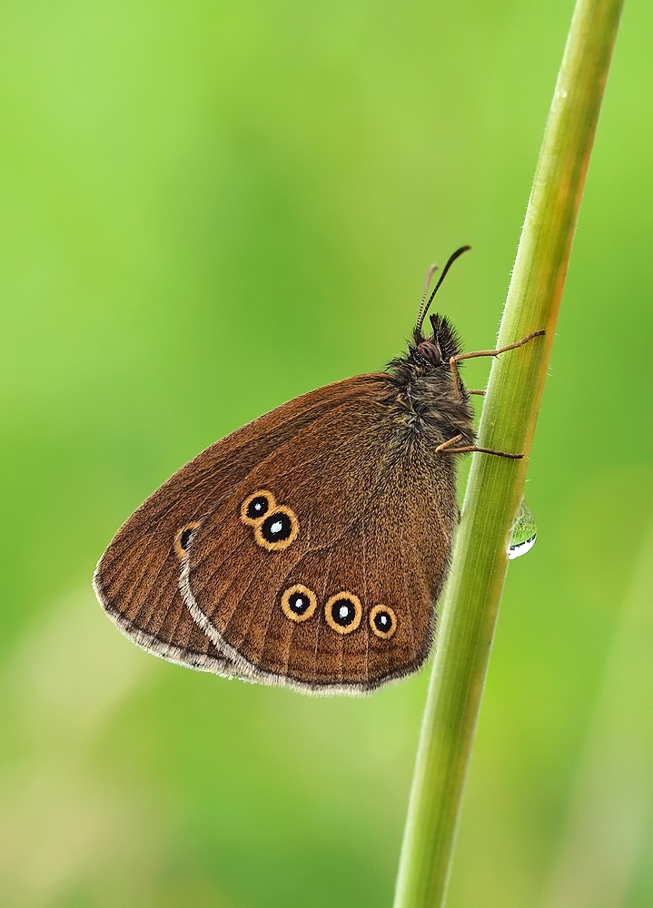 Aphantopus hyperantus