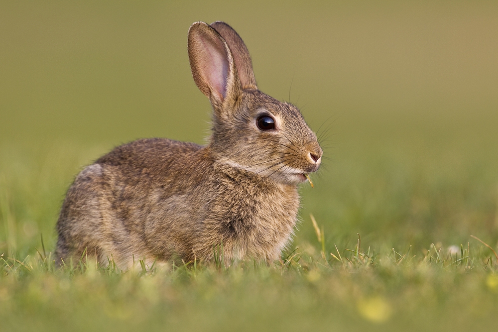 Wildkaninchen (Oryctolagus cuniculus)