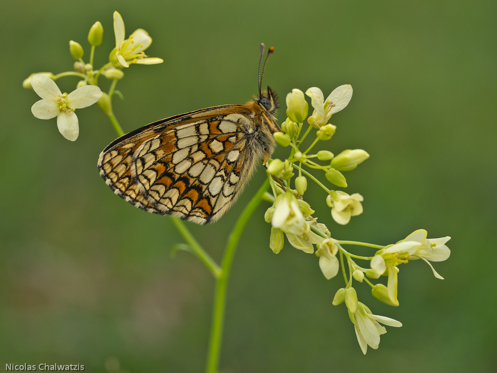 ~ In Blüten gebettet ~