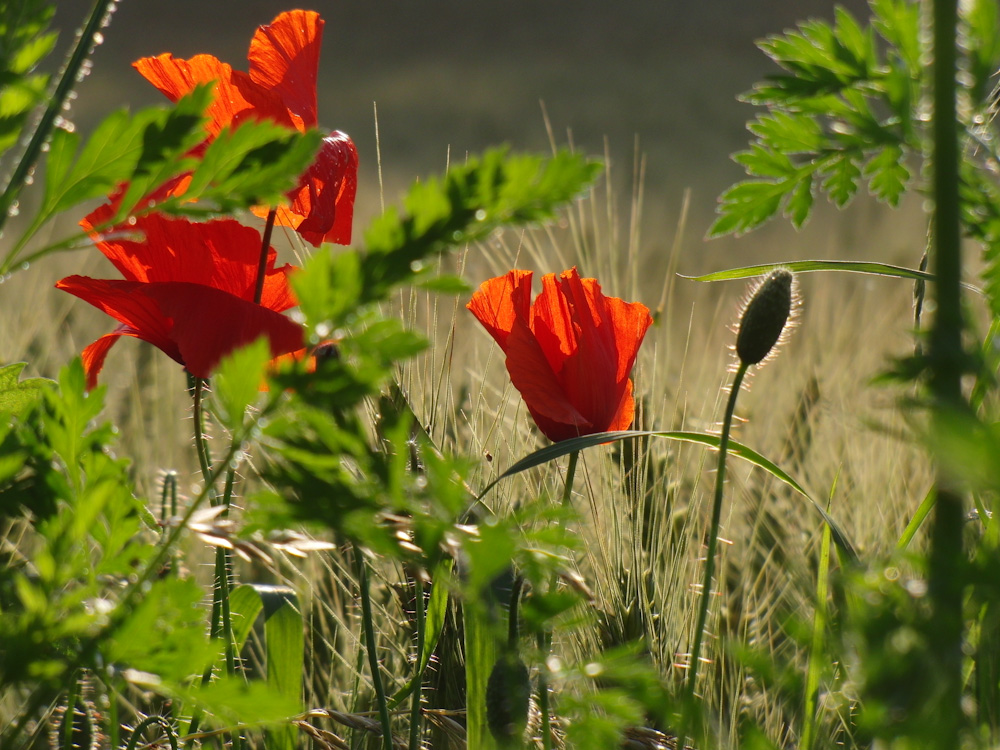 Sommerabend...