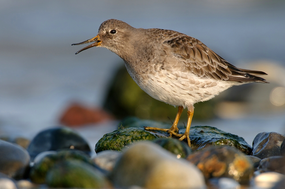 Meerstrandläufer (Calidris maritima)