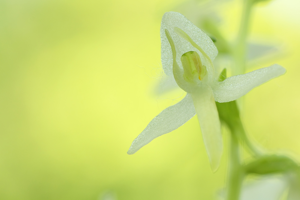 Waldhyazinthe