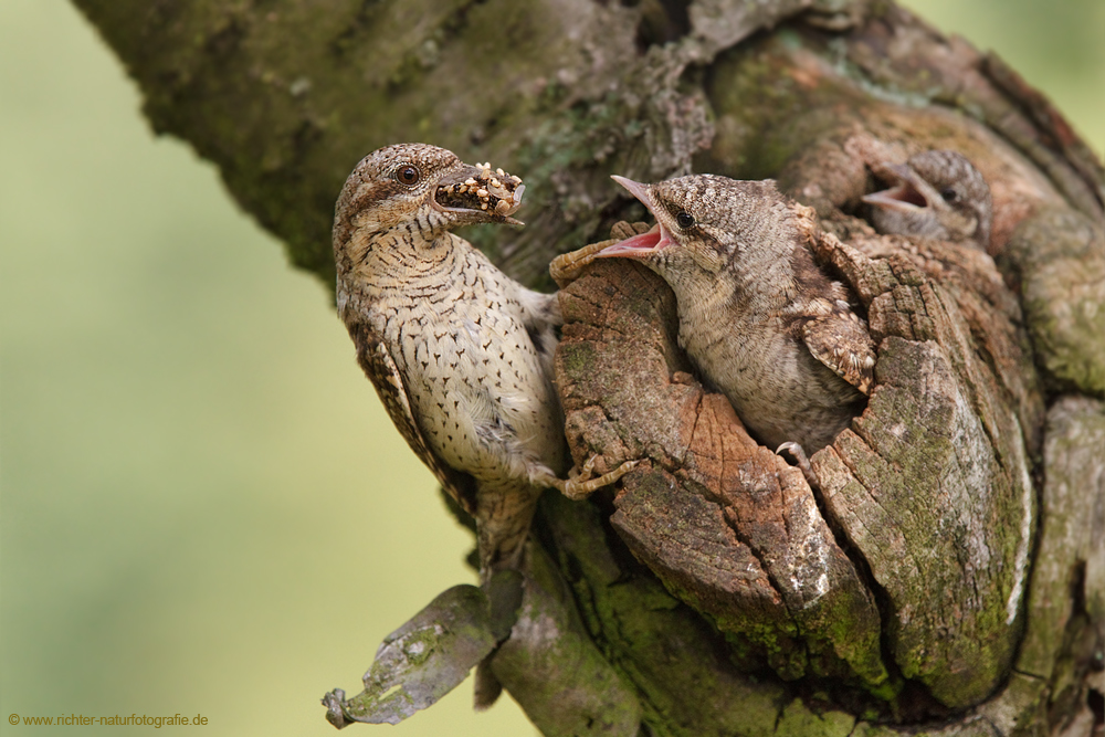 Viel Glück, ihr kleinen Wendehälse! (Forum für Naturfotografen)