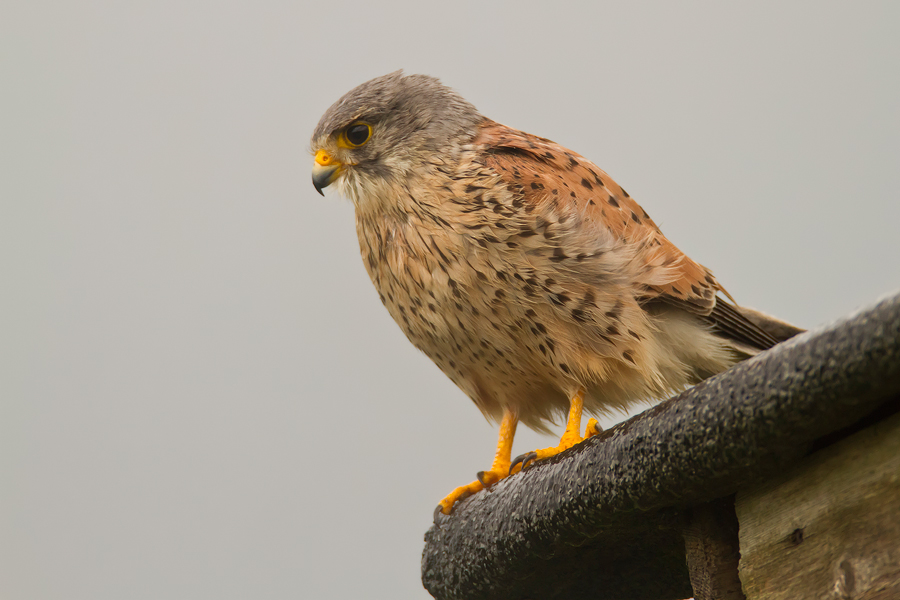 Turmfalke (Falco tinnunculus) im Nieselregen II