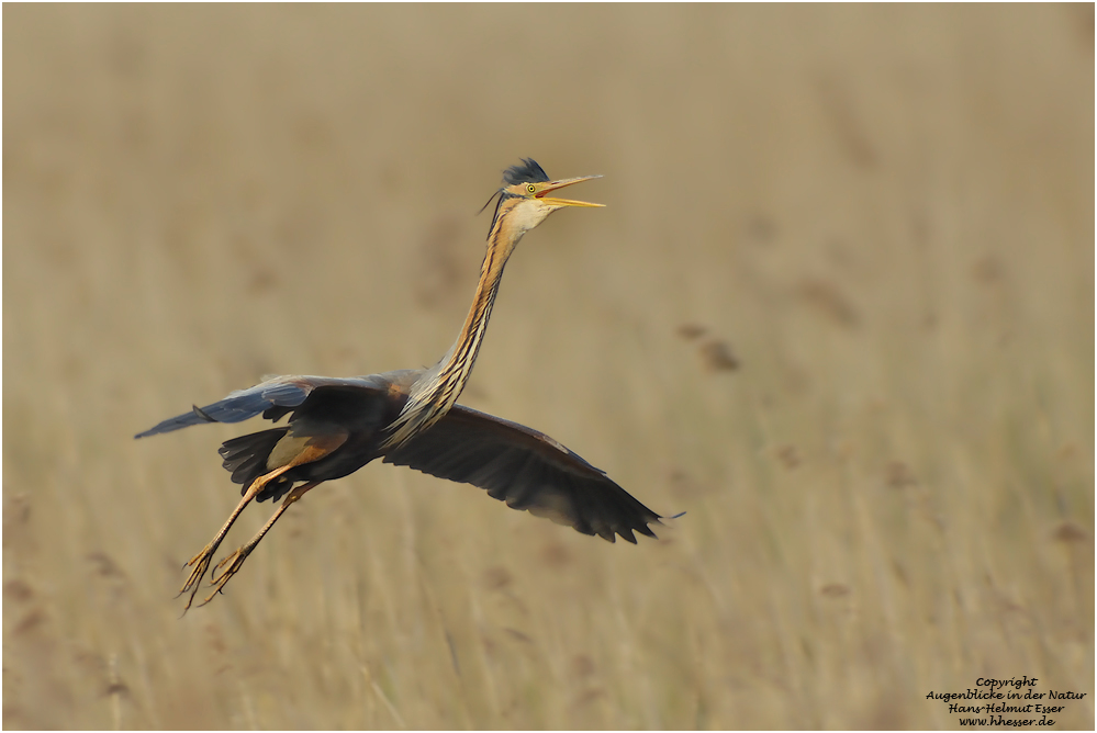 Purpurreiher(Ardea purpurea)