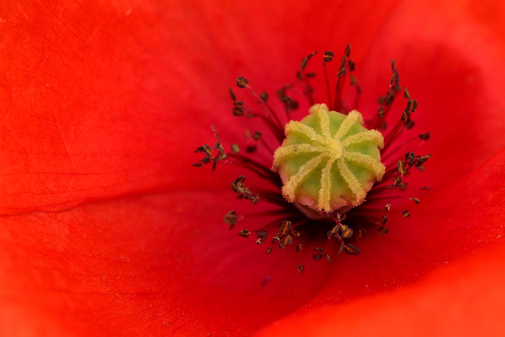 leuchtend rot