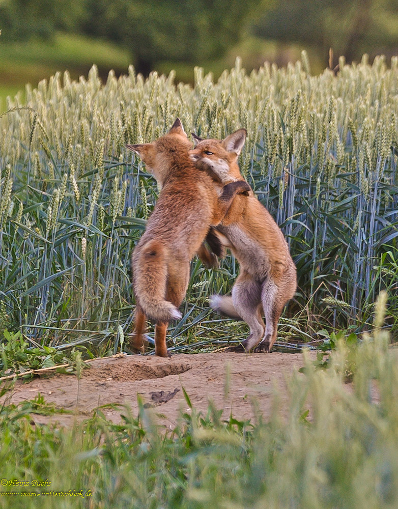 Ein Tänzchen in Ehren