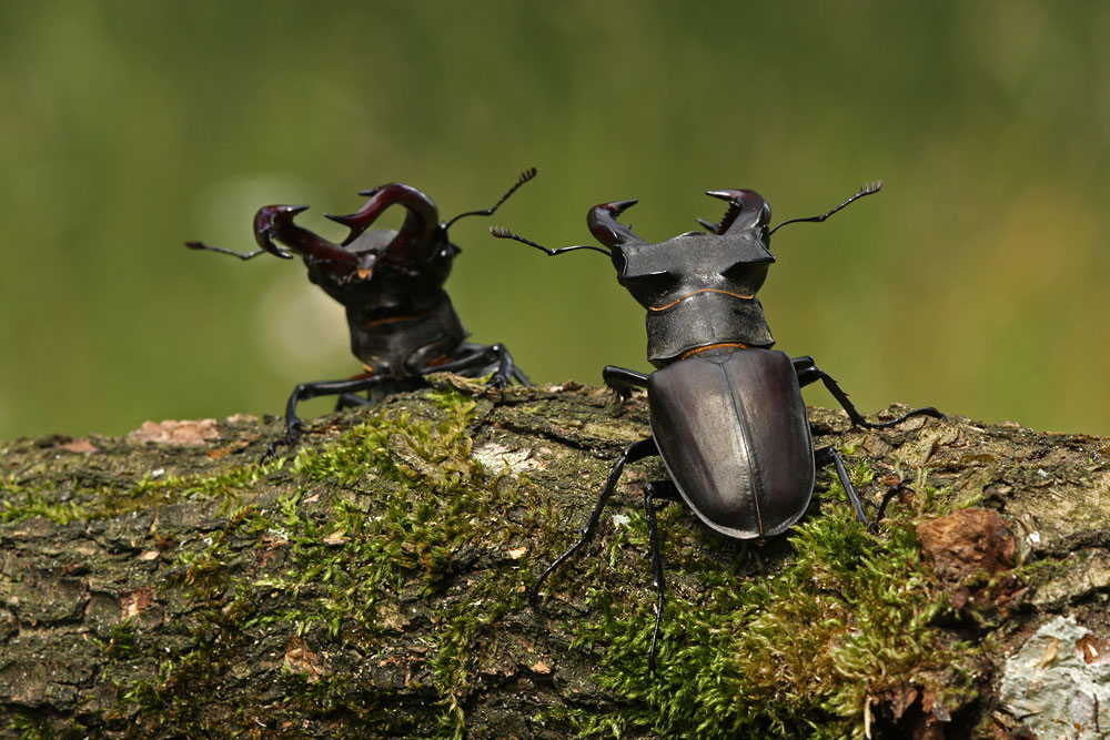 Spiegelbild