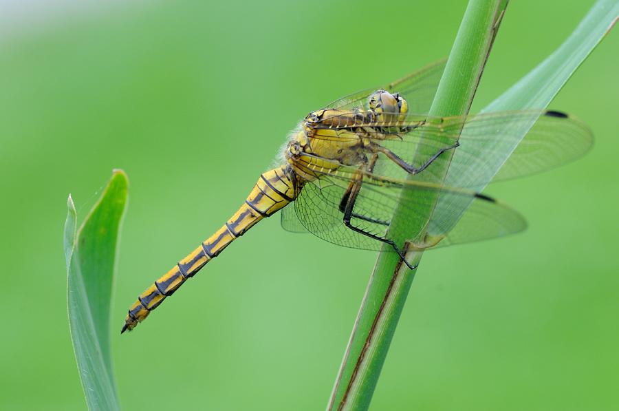 Orthetrum  cancellatum