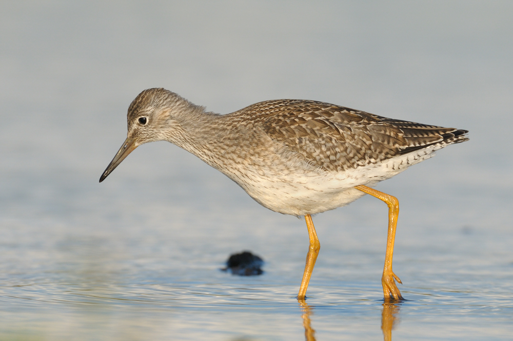 juveniler Rotschenkel