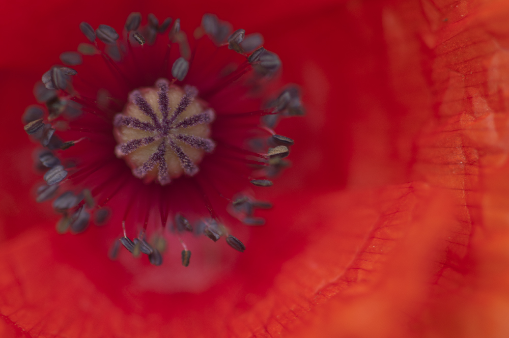 Klatschmohn