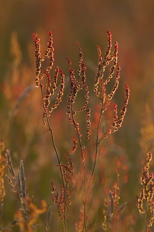 Wiesenleuchten