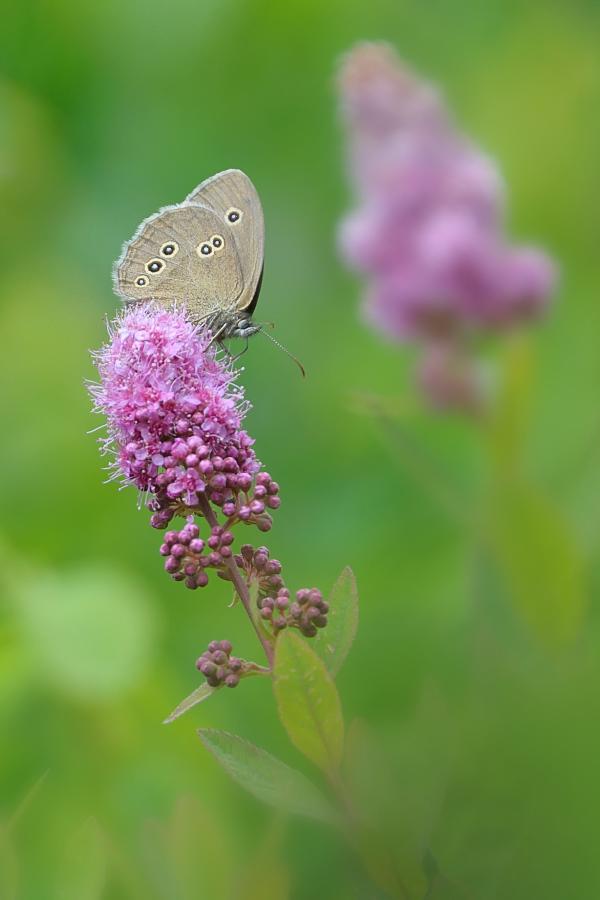 Brauner Waldvogel...