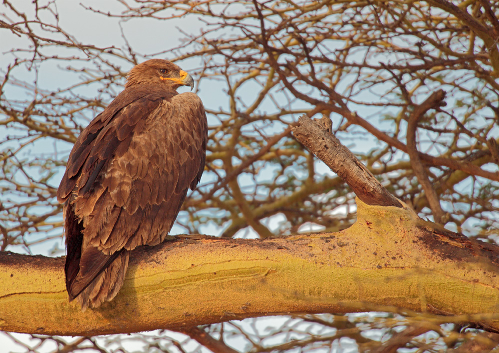 Tawny Eagle – A. r. rapax – Raubadler ???