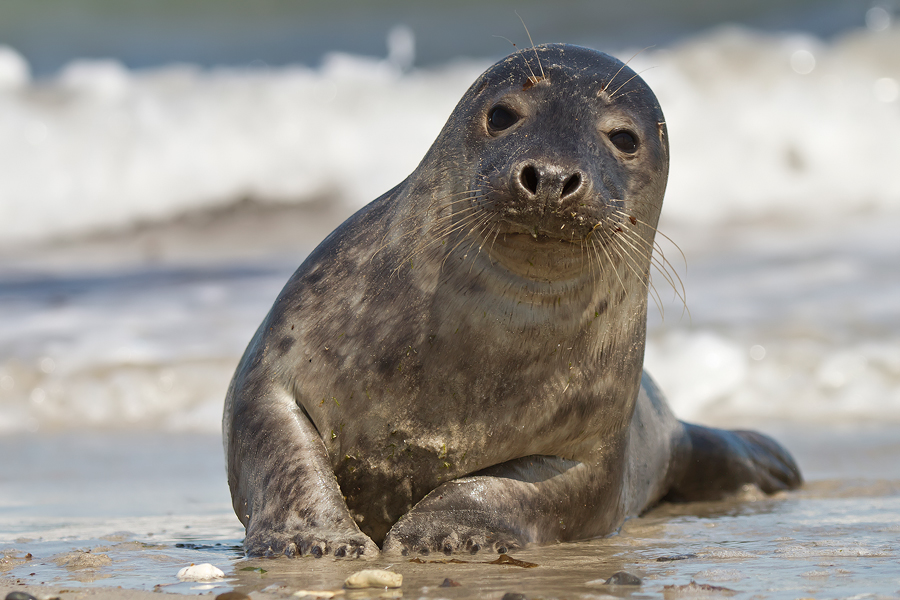 Kegelrobbe (Halichoerus grypus) am Strand