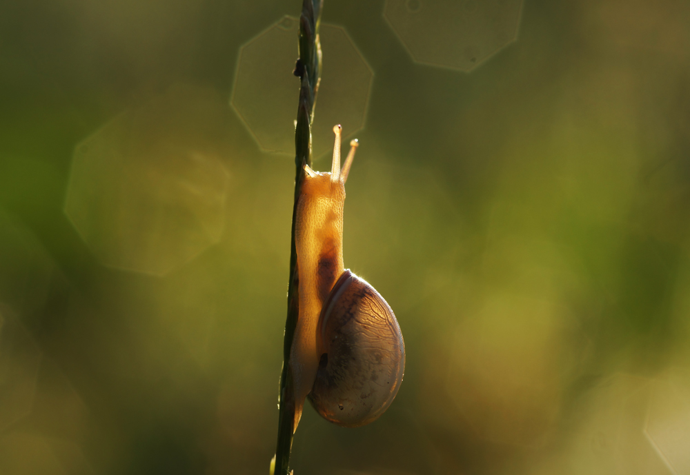 Leuchtschnecke