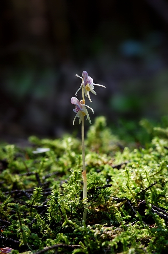 Widerbart (Epipogium aphyllum)
