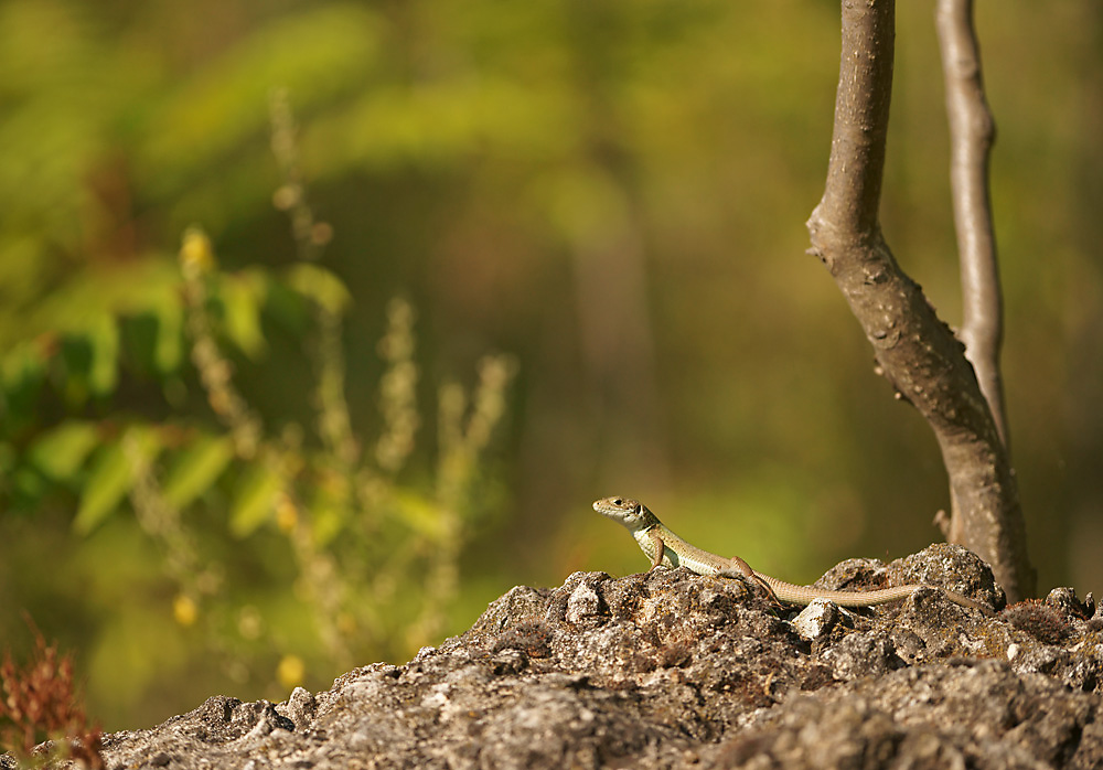 Taurische Mauereidechse Weibchen