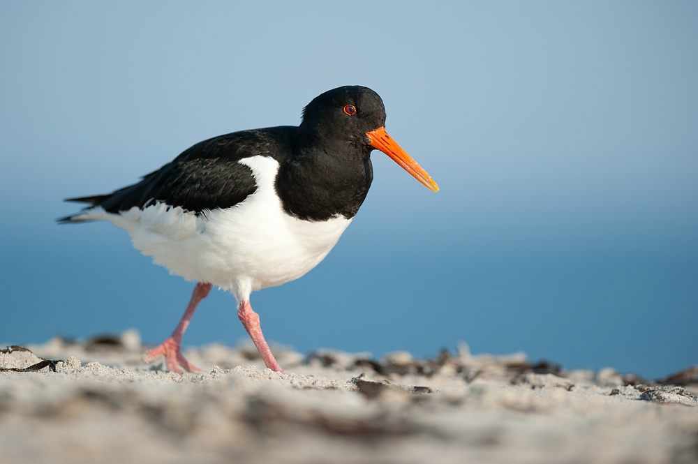 Austernfischer (Haematopus ostralegus)