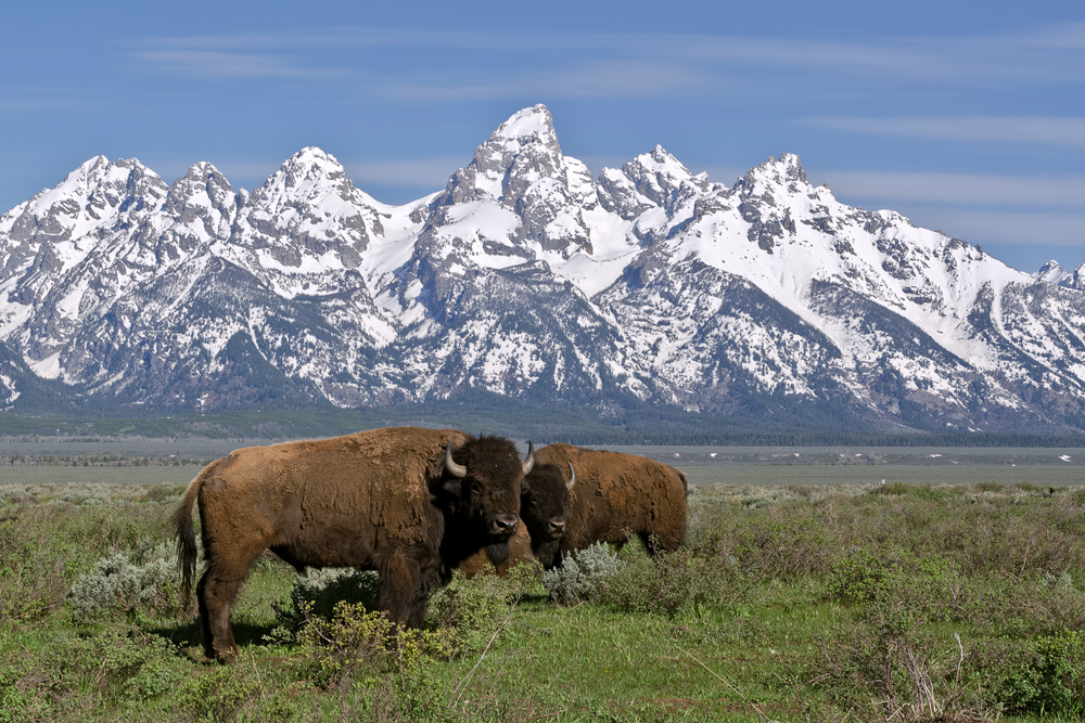 Grand Tetons