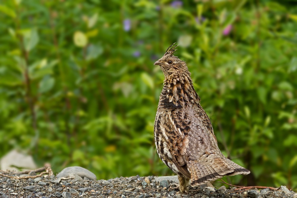 Kragenhuhn