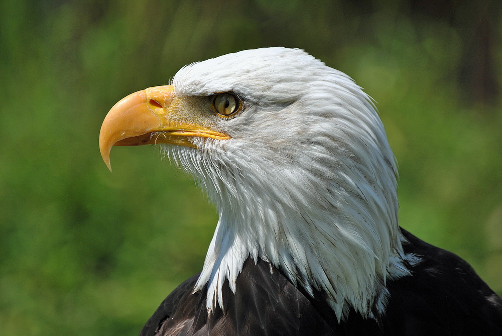 Weißkopfseeadler