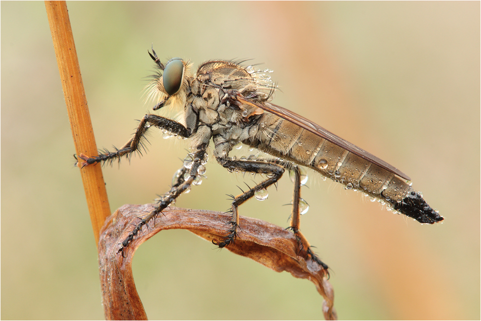 Eutolmus rufibarbis