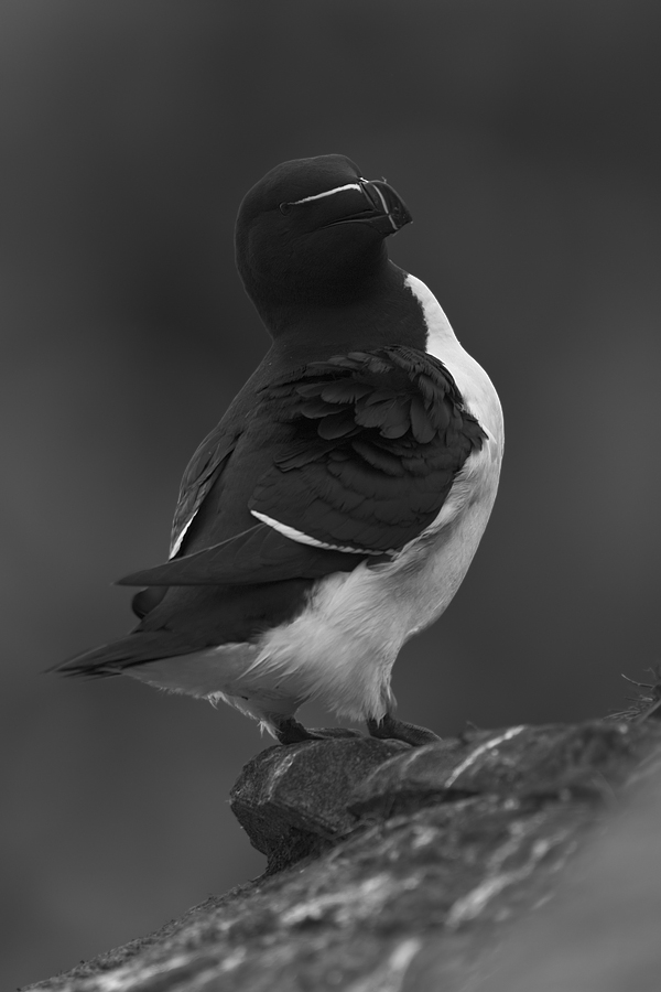 Razorbill