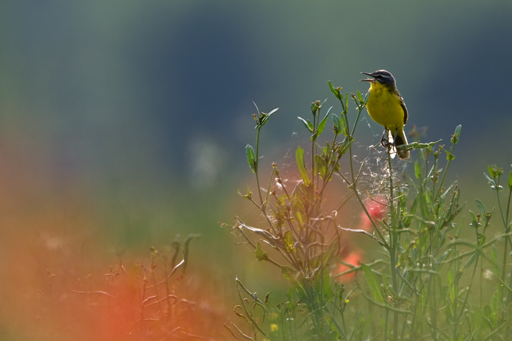 Ein Lied in der Sommerwiese