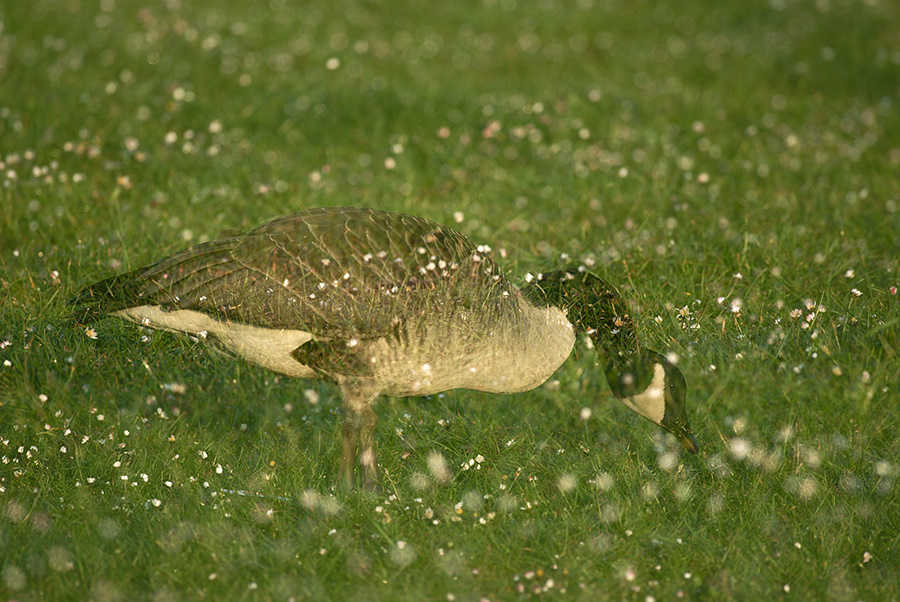 Gänseblümchen