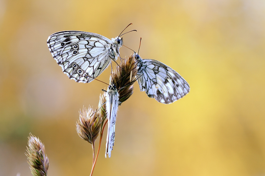 Melanargia galathea