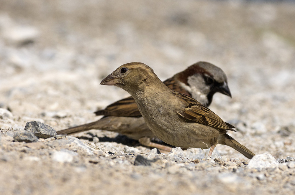 Der Spatz in der Hand...