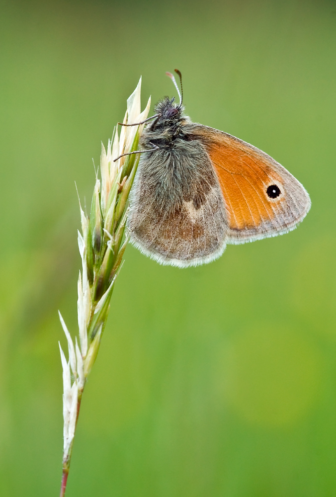 Wiesenvögelchen