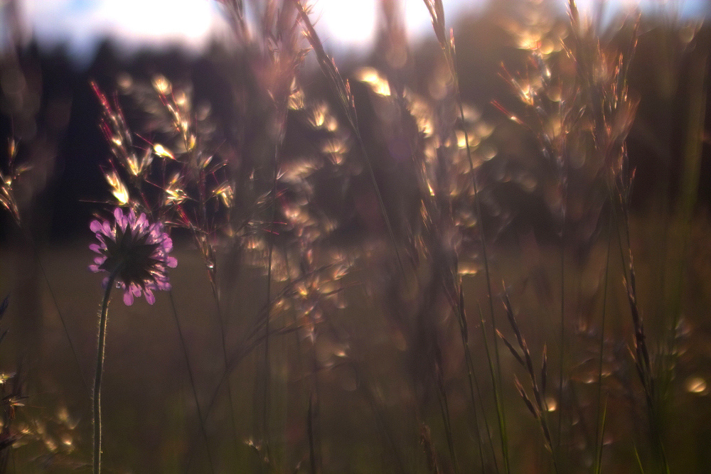 Ackerwitwenblume, Knautia arvensis, und Gräser im Abendlicht