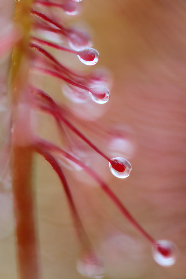 Drosera intermedia