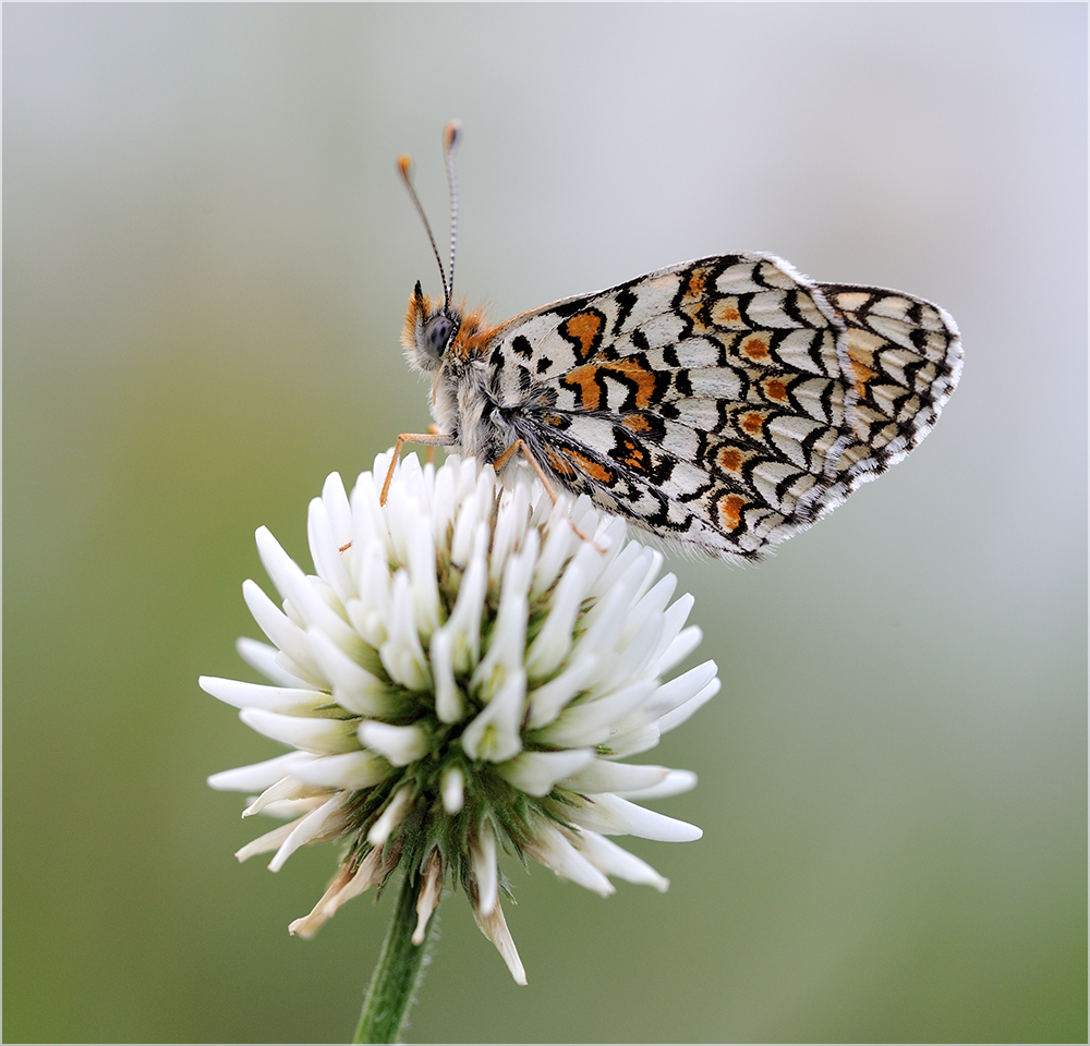 Scheckenfalter, Flockenblumenscheckenfalter???