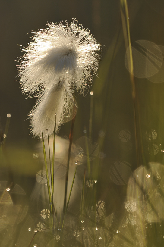 Im ersten Licht