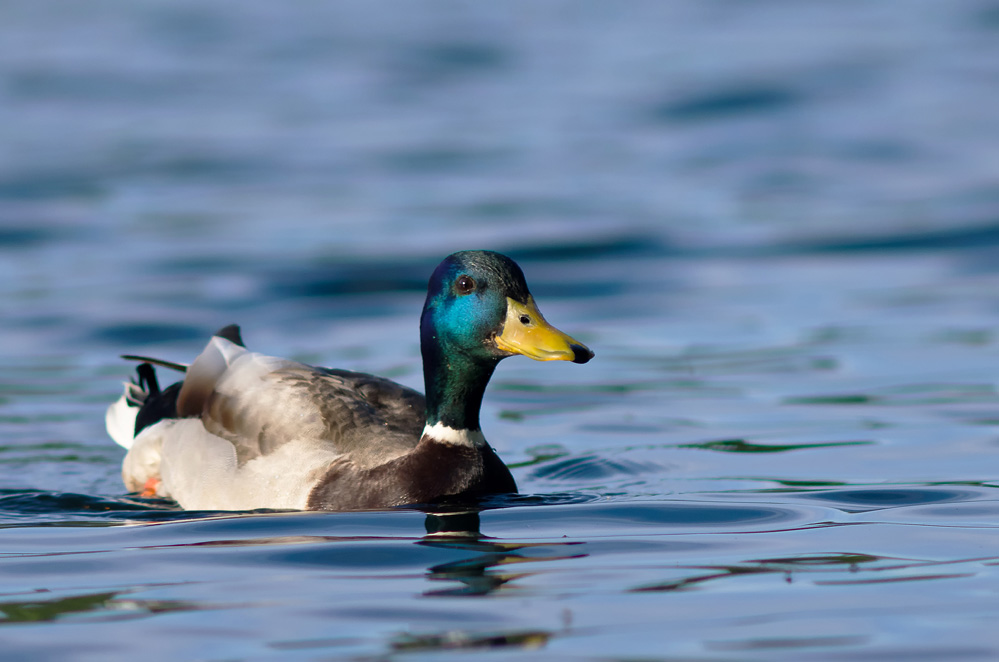 Nur eine Ente!