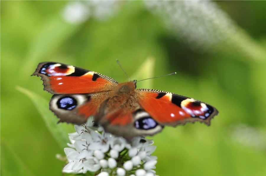  - image::Florian_Wißmann_wissmann_schmetterling_florian_fauenauge