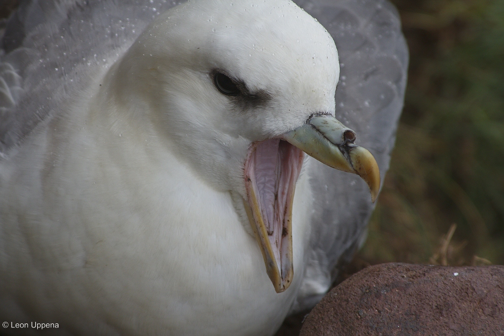 Eissturmvogel