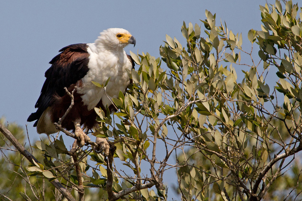 Schreiseeadler im Ansitz