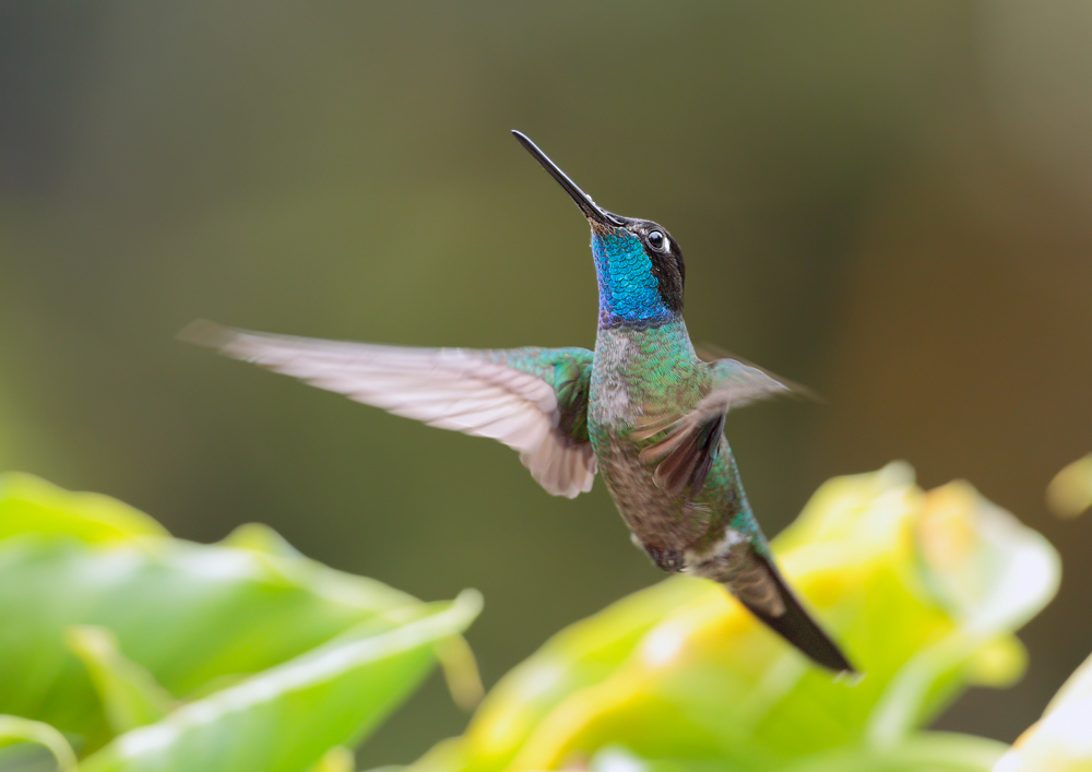 Violettkron-Brilliantkolibri (Eugenes fulgens)