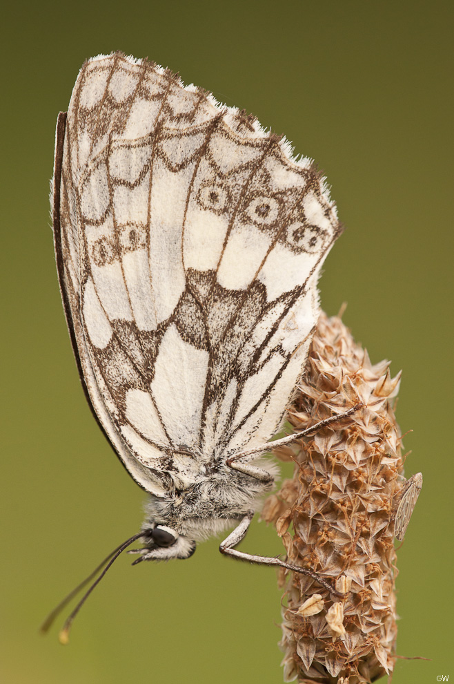 Schachbrettfalter (Melanargia galathea)